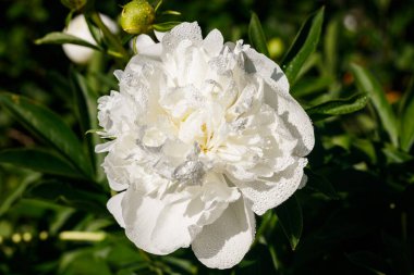 Bahçede açan yağmur damlalarıyla beyaz şakayık çiçeği..
