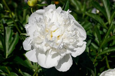 Bahçede açan yağmur damlalarıyla beyaz şakayık çiçeği..