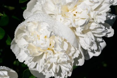 Bahçede açan yağmur damlalarıyla beyaz şakayık çiçeği..