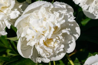 Bahçede açan yağmur damlalarıyla beyaz şakayık çiçeği..