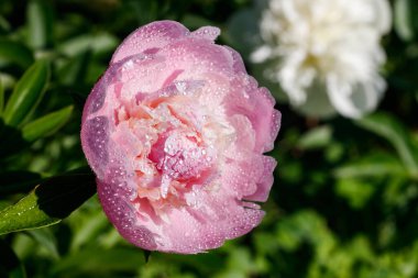 Bahçede açan yağmur damlalarıyla pembe şakayık çiçeği..