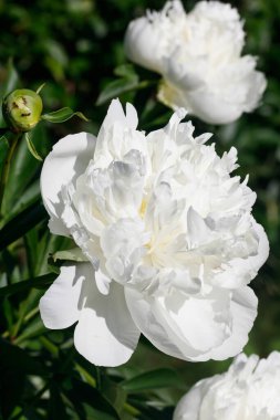 Bahçede açan beyaz şakayık çiçeği