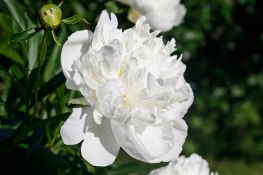 Bahçede açan beyaz şakayık çiçeği