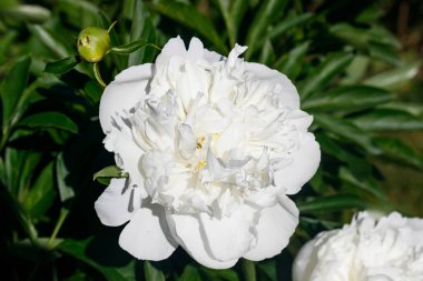 Bahçede açan beyaz şakayık çiçeği