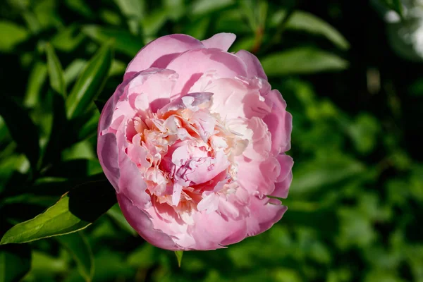Pinkfarbene Pfingstrose Blüht Garten — Stockfoto