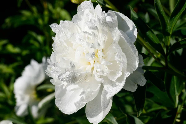 White Peony Flower Raindrops Blooming Garden — Stock Photo, Image