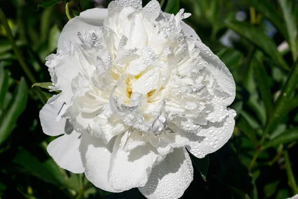 White Peony Flower Raindrops Blooming Garden — Stock Photo, Image