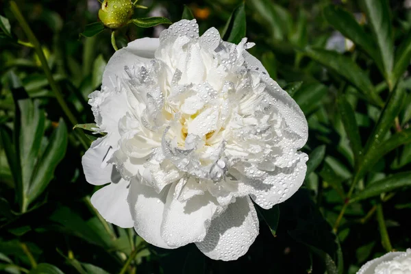 White Peony Flower Raindrops Blooming Garden — Stock Photo, Image