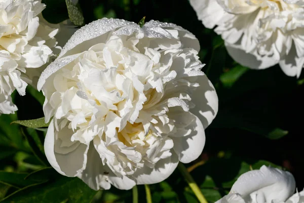 White Peony Flower Raindrops Blooming Garden — Stock Photo, Image