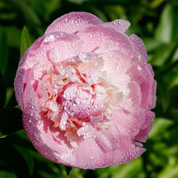 Flor Peônia Rosa Com Gotas Chuva Florescendo Jardim — Fotografia de Stock