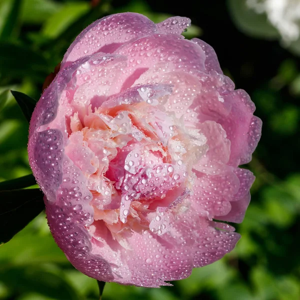 Розовый Пионский Цветок Каплями Дождя Цветут Саду — стоковое фото
