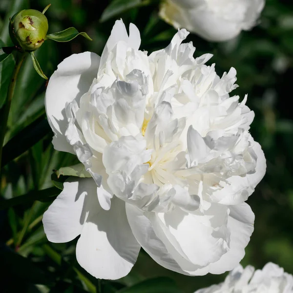 White Peony Flower Blooming Garden — Stock Photo, Image