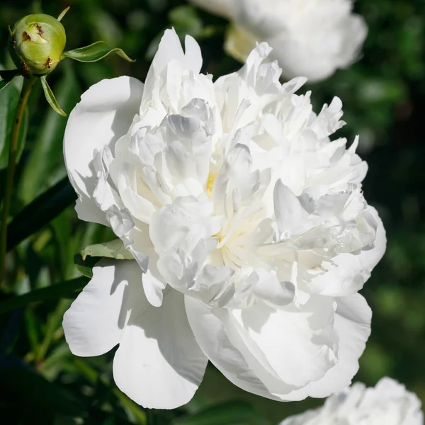 White Peony Flower Blooming Garden — Stock Photo, Image