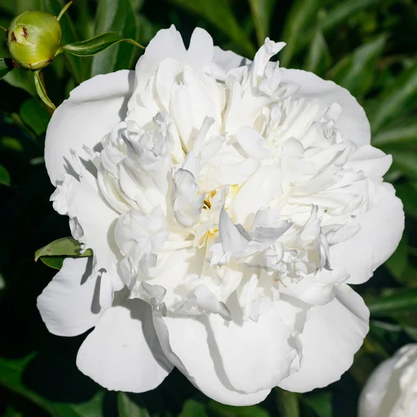 White Peony Flower Blooming Garden — Stock Photo, Image