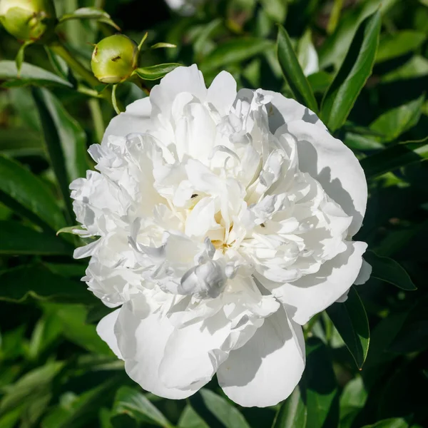 White Peony Flower Blooming Garden — Stock Photo, Image