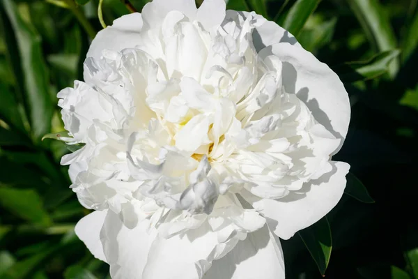 White Peony Flower Blooming Garden — Stock Photo, Image