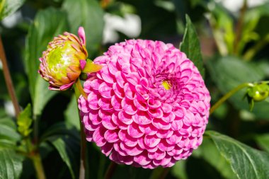 Bahçede büyüyen pembe yıldız çiçeği