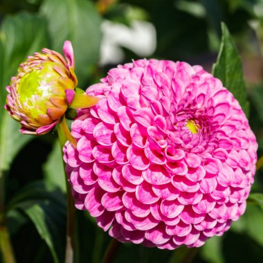 Bahçede büyüyen pembe yıldız çiçeği