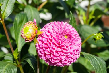 Bahçede büyüyen pembe yıldız çiçeği