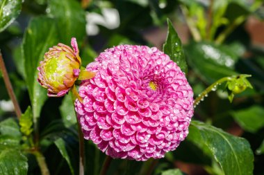 Bahçede büyüyen yağmur damlaları olan pembe yıldız çiçeği.