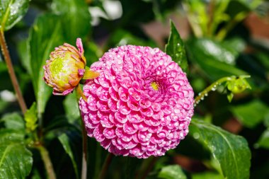 Bahçede büyüyen yağmur damlaları olan pembe yıldız çiçeği.