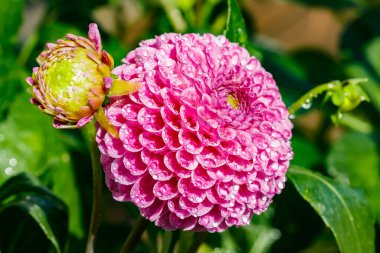 Bahçede büyüyen yağmur damlaları olan pembe yıldız çiçeği.