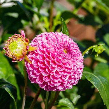 Bahçede büyüyen yağmur damlaları olan pembe yıldız çiçeği.