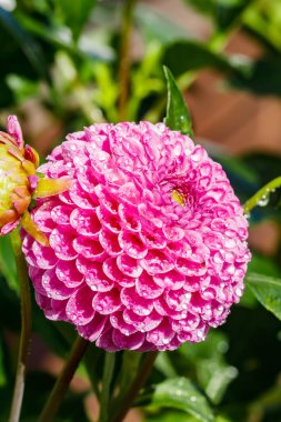 Bahçede büyüyen yağmur damlaları olan pembe yıldız çiçeği.