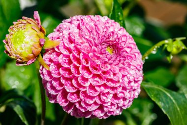 Bahçede büyüyen yağmur damlaları olan pembe yıldız çiçeği.