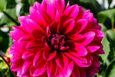 Bahçede büyüyen mor yıldız çiçeği