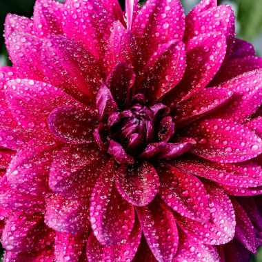 Bahçede büyüyen yağmur damlaları ile mor zambak çiçeği