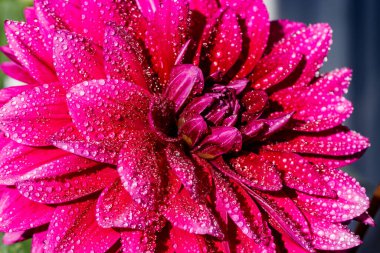 Bahçede büyüyen yağmur damlaları ile mor zambak çiçeği