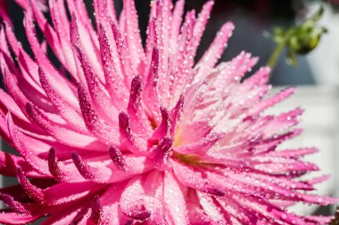 Bahçede büyüyen yağmur damlaları olan pembe yıldız çiçeği.