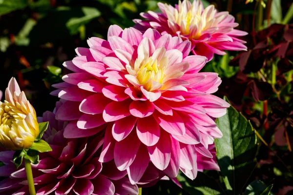 Pink dahlia flowers growing in the garden