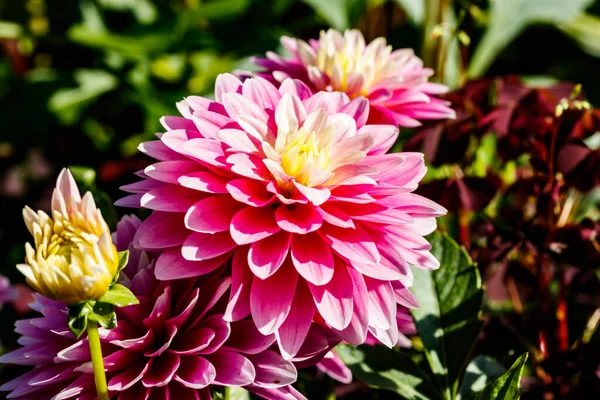 Rosa Dahlienblüten Wachsen Garten — Stockfoto