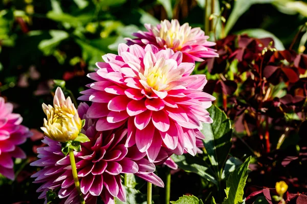 Rosa Dahlienblüten Wachsen Garten — Stockfoto