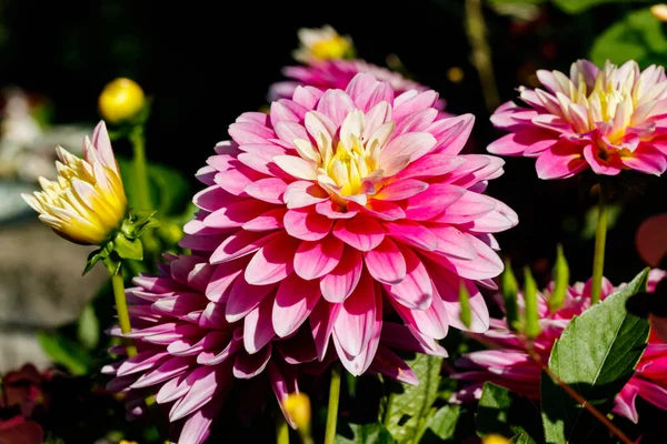 Rosa Dahlienblüten Wachsen Garten — Stockfoto