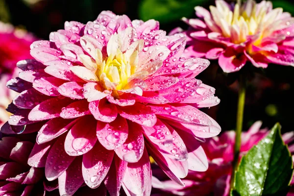Rosa Dahlia Blommor Med Regndroppar Som Växer Trädgården — Stockfoto