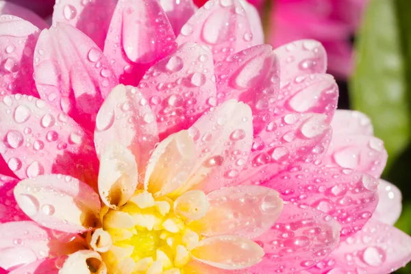 Pink Dahlia Flower Raindrops Growing Garden — Stock Photo, Image