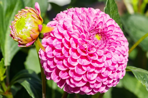 Bahçede büyüyen pembe yıldız çiçeği