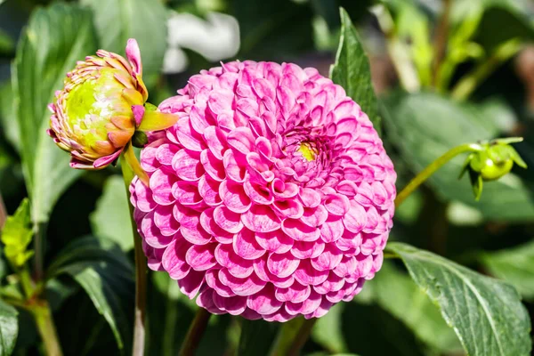 Fleur Dahlia Rose Poussant Dans Jardin — Photo