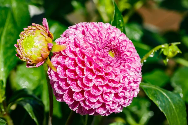 Bahçede büyüyen yağmur damlaları olan pembe yıldız çiçeği.