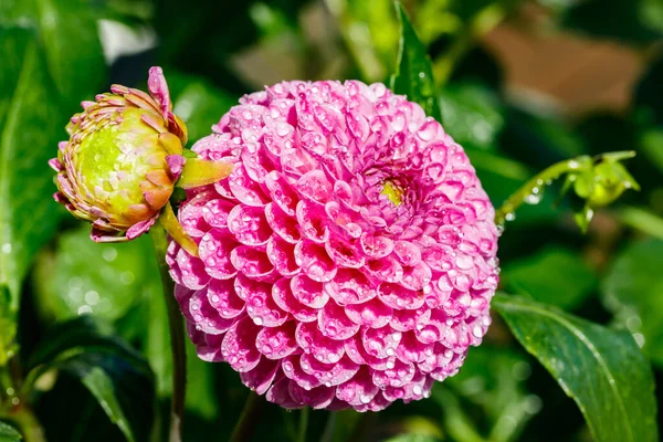 Bahçede büyüyen yağmur damlaları olan pembe yıldız çiçeği.