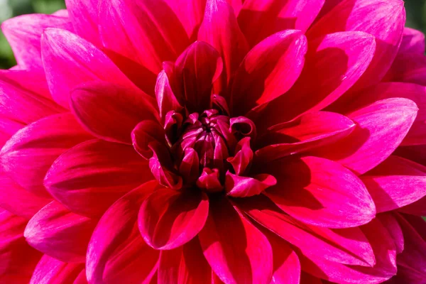 Lila Dahlienblüte Wächst Garten — Stockfoto