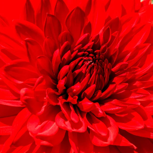 Bahçede yetişen kırmızı yıldız çiçeği