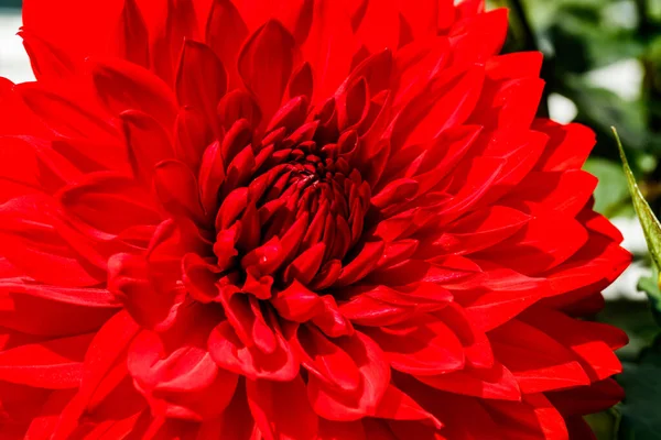庭で成長する赤いダリアの花 — ストック写真