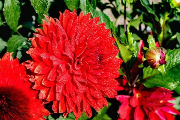 Röd Dahlia Blomma Med Regndroppar Som Växer Trädgården — Stockfoto