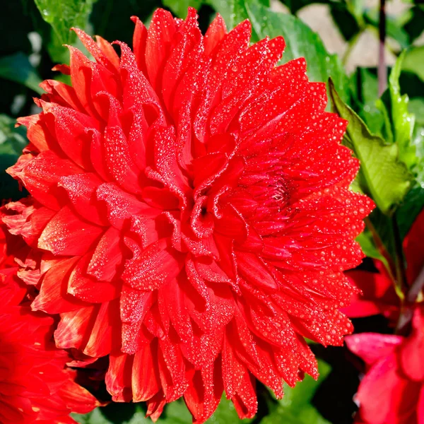 Röd Dahlia Blomma Med Regndroppar Som Växer Trädgården — Stockfoto