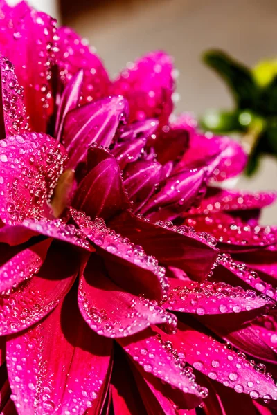 庭に雨粒が生えている紫色のダリアの花 — ストック写真