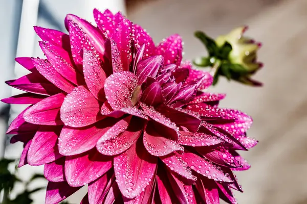 庭に雨粒が生えている紫色のダリアの花 — ストック写真